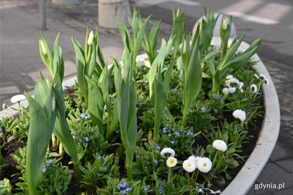 Wiosna w sercu Gdyni. Kwiatowe łódki znów zachwycają kolorami