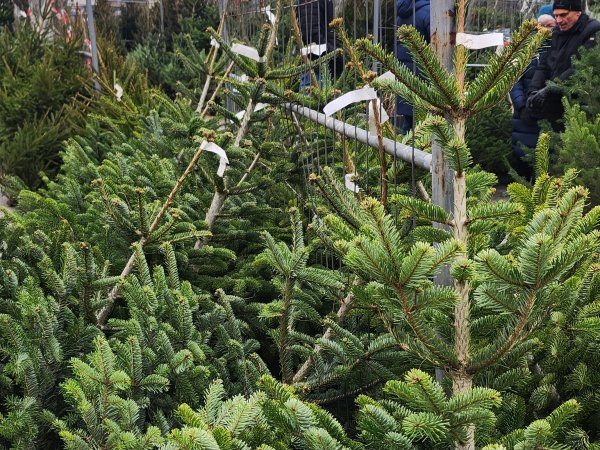 Choinka z targowiska, stoiska, a może prosto od leśnika?
