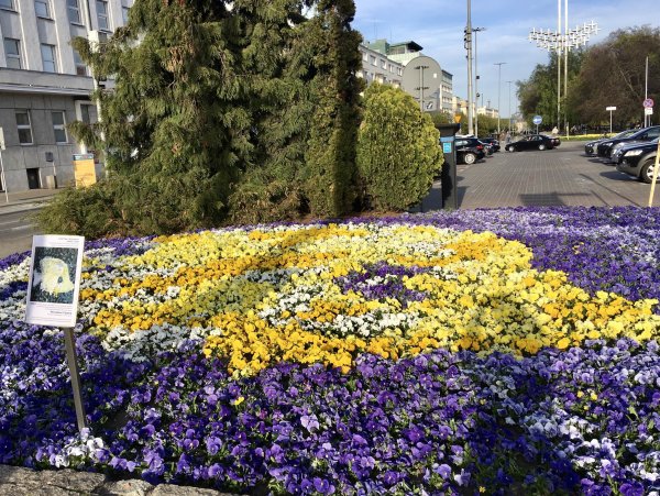 Weź udział w konkursie „Gdynia Malowana Kwiatami” 