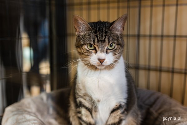 Dołącz do akcji „Zwierzęta Też Chcą Mieć Święta 2025”