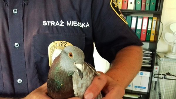 Uwaga na przycinanie gałęzi! Trwa okres lęgowy ptactwa