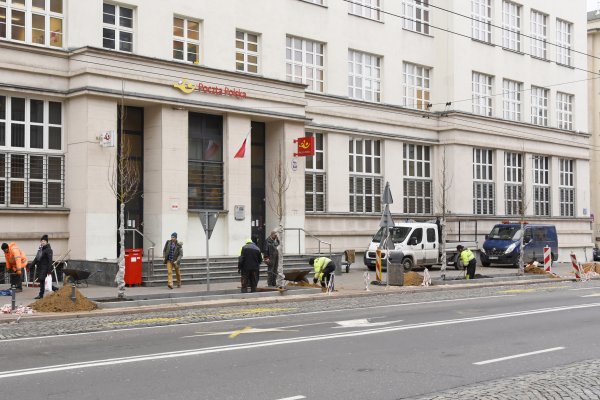 Zielonym do góry – nowe drzewa na 10 Lutego