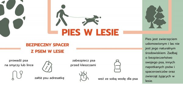 Pies w lesie