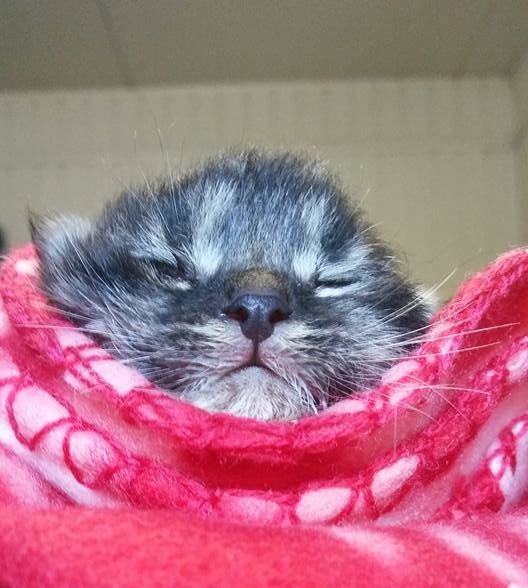 Małe Krakuski szukają domu!