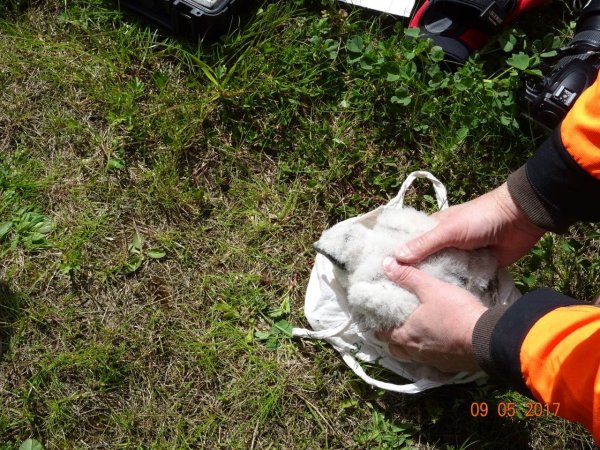 Gdyńskie sokoły zaobrączkowane