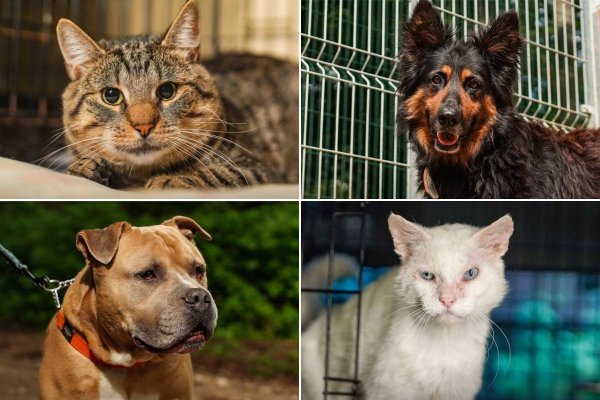 Ty też możesz pomóc gdyńskim Ciapkom!