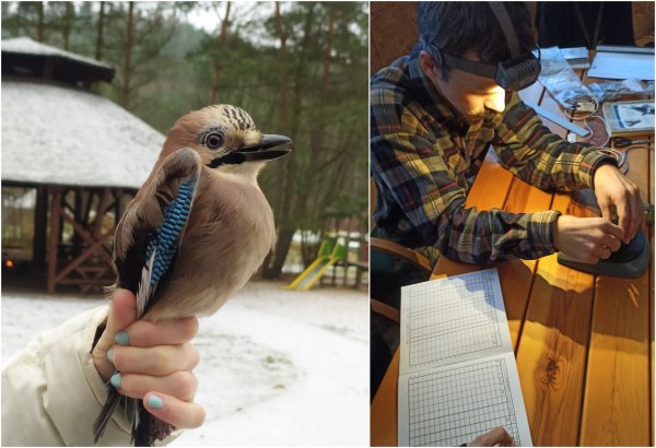 Jak zobaczyć dzikie ptaki? W Marszewie!