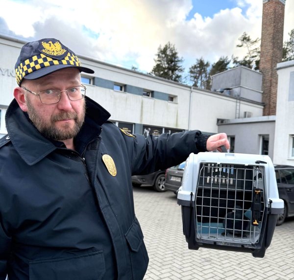 Strażnicy uratowali gołębia i apelują: nie strzelajcie w sylwestra