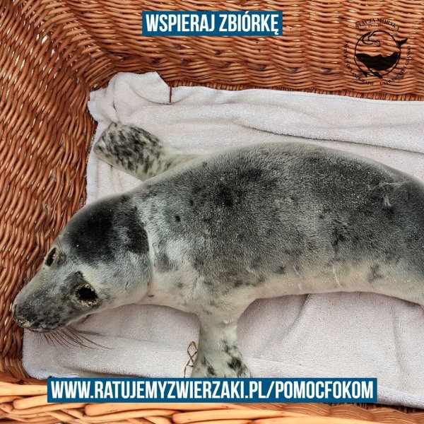 Każda złotówka ma znaczenie. Na pomoc małym fokom