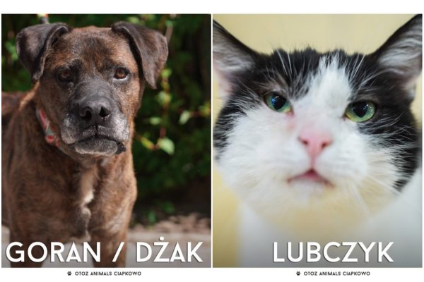 Zwierzaki proszą o pomoc