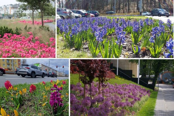 Nowe nasadzenia będą odstraszać dziki