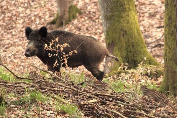 Dziki pod lupą. Służby miejskie i leśnicy współpracują