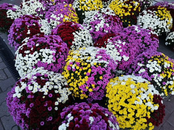 Miasto spieszy na pomoc sprzedawcom przy cmentarzach