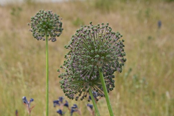 Susza w Polsce stała się faktem. Oszczędzajmy wodę! 
