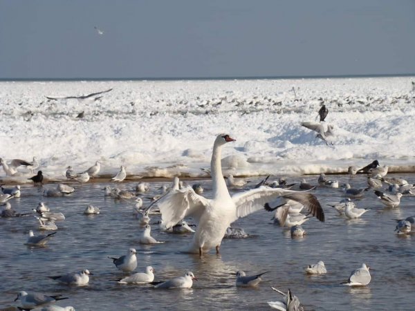 W Gdyni dużo śniegu. Jak mądrze pomóc ptakom?