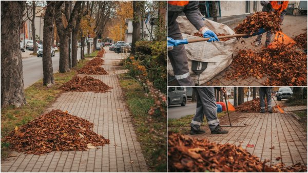 Jesienne porządki w Gdyni. Kto odpowiada za sprzątanie liści?