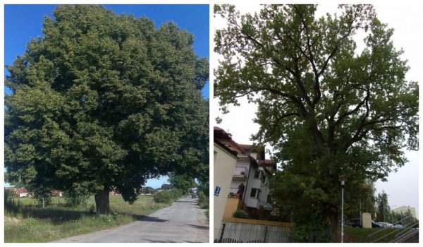 Zwycięskie pomniki przyrody