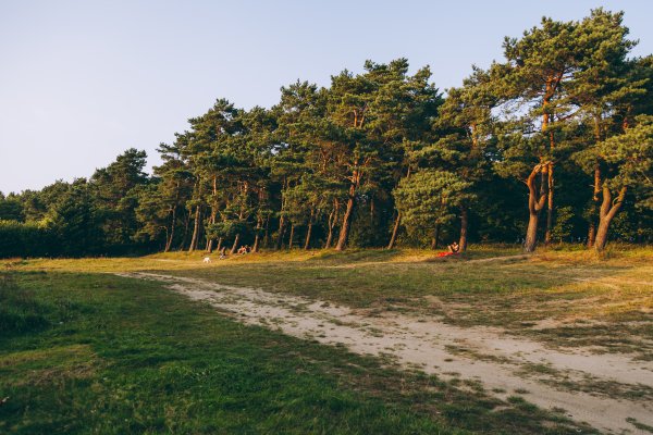 Rzuć wszystko i chodź sprzątać las! 
