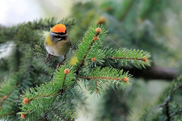 Odkryj „Sekrety lasu” nad morzem