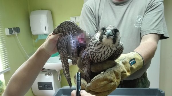 Gdyński sokół uratowany