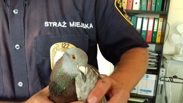 Leciał do Kołobrzegu, wylądował w Gdyni