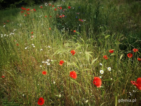 Pokaż swoją zieloną naturę – ostatnie dni na zgłoszenia w konkursie „Gdynia w kwiatach”