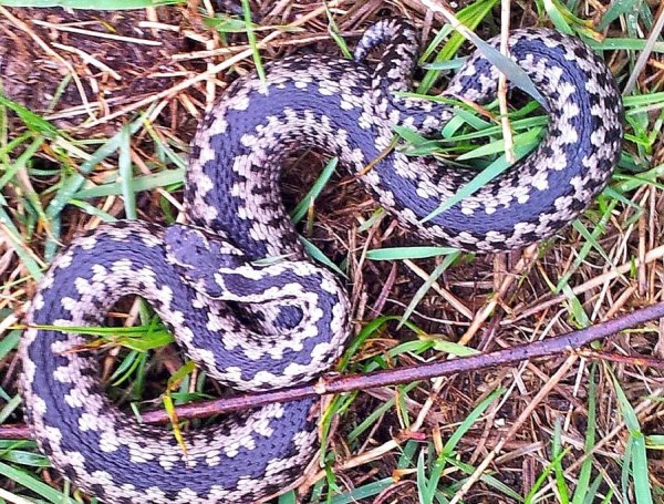Sezon na żmije! Uważaj w plenerze i w ogrodzie! 