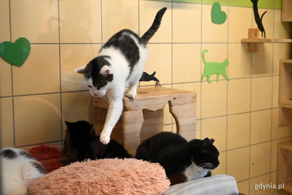 Przytul mruczka do serca. Obchody Dnia Kota w Gdyni