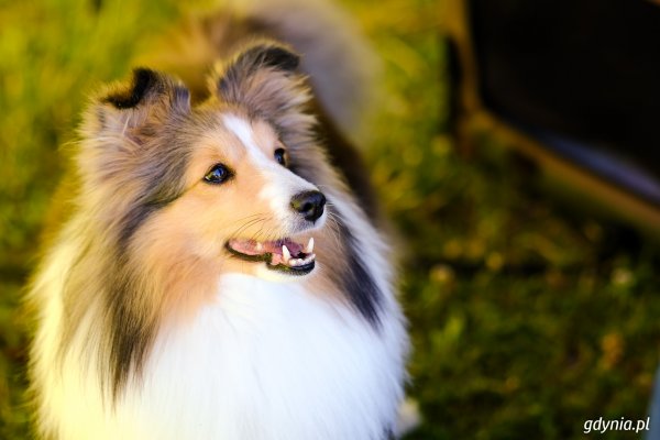 Psie święto w Gdyni