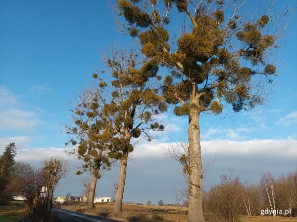 Jemioła w Gdyni – dlaczego nie usuwamy jej ze wszystkich drzew?