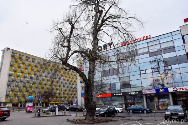 Młode drzewa w miejsce chorej topoli