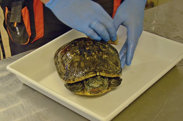 Żółw po przejściach szuka nowego domu