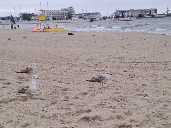 Pochmurnie, ale plażowo – gdzie dziś w Gdyni można się kąpać, a gdzie obowiązuje zakaz?