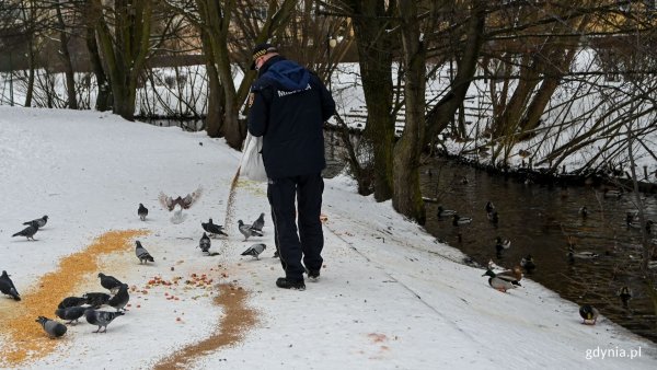 EkoPatrol dokarmia ptaki w mieście