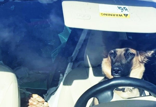 Upały, samochód, pies – i dramat gotowy. Reaguj! 