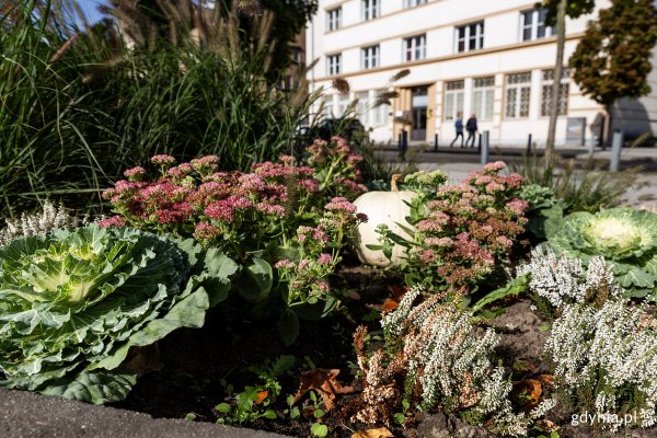 Pierwszy oddech jesieni. Czas na nowe nasadzenia