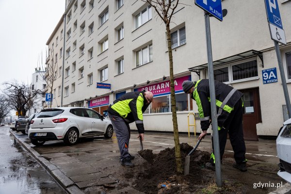 2 – 2 = 4. Nowe drzewa zastąpiły chore