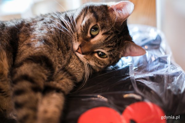 Przyjdź do „Ciapkowa