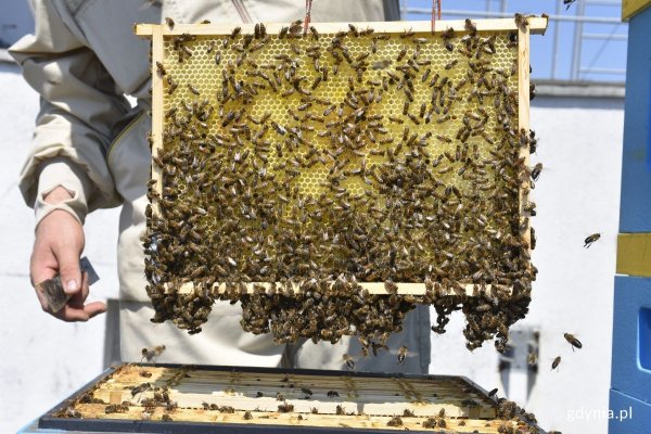Rekordowy sezon gdyńskich pszczół