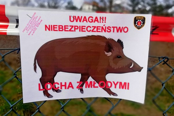 Nie prowokuj dzika