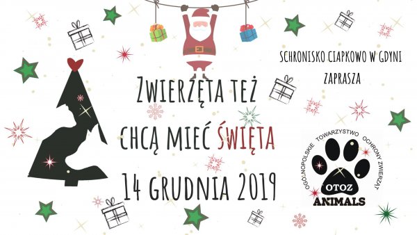 Zwierzęta też chcą mieć Święta!