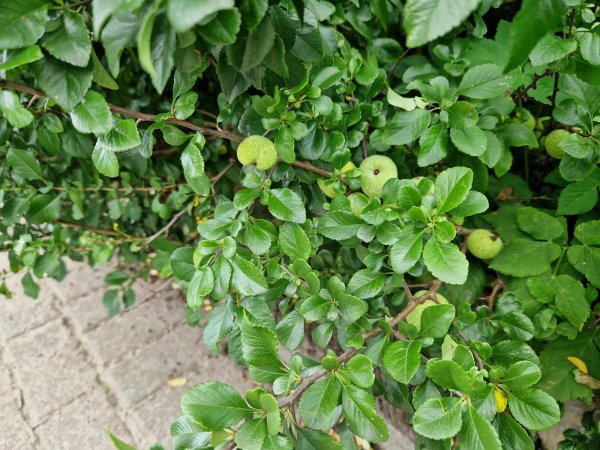 Ligustr, pigwowiec i pięciornik. Wpadnij po krzewy do ogródka