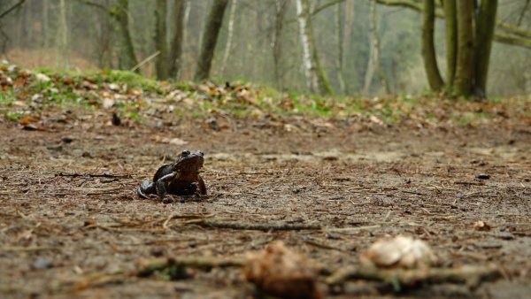 Uwaga! Płazy na drodze