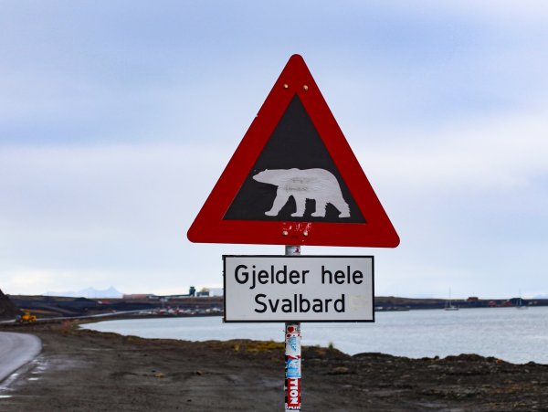 Na Spitsbergen przez internet