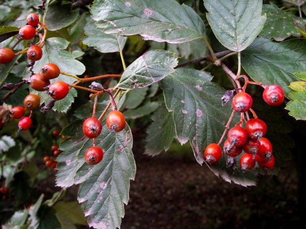 W poszukiwaniu rzadkich okazów gdyńskiej flory
