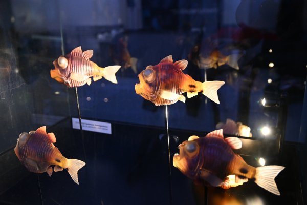 Wampirzyce piekielne, maszkary futbolowe i czarne diabły, czyli… „Tajemnice Głębin” w Experymencie