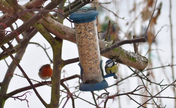 Jak i kiedy prawidłowo dokarmiać ptaki zimą?