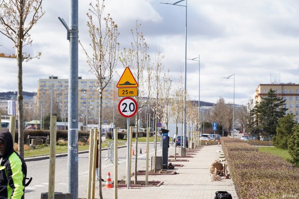 Kwitnące wiśnie przy Alei Jana Pawła II. Trwają nasadzenia
