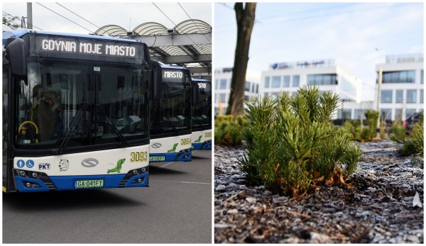 Gdynia na rzecz zielonej odbudowy miast