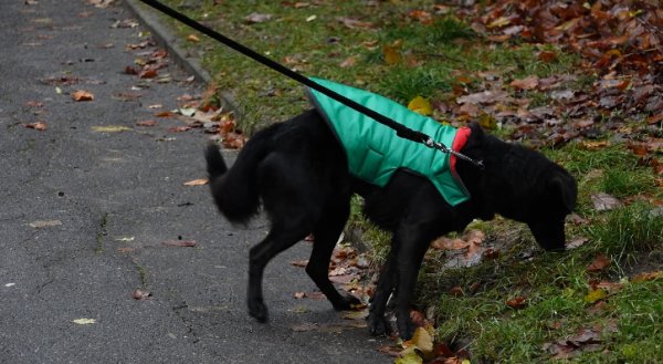 Szyje ciepłe kurteczki dla bezdomnych psów